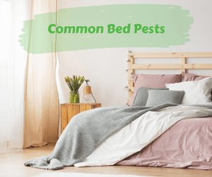 Common Bed Pests. Bed with gray and pink blankets. 