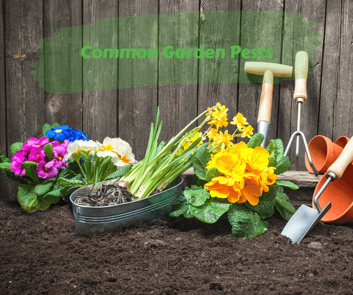Common Garden Pests