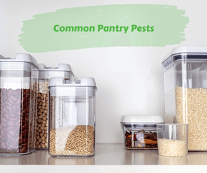 Common Pantry Pests