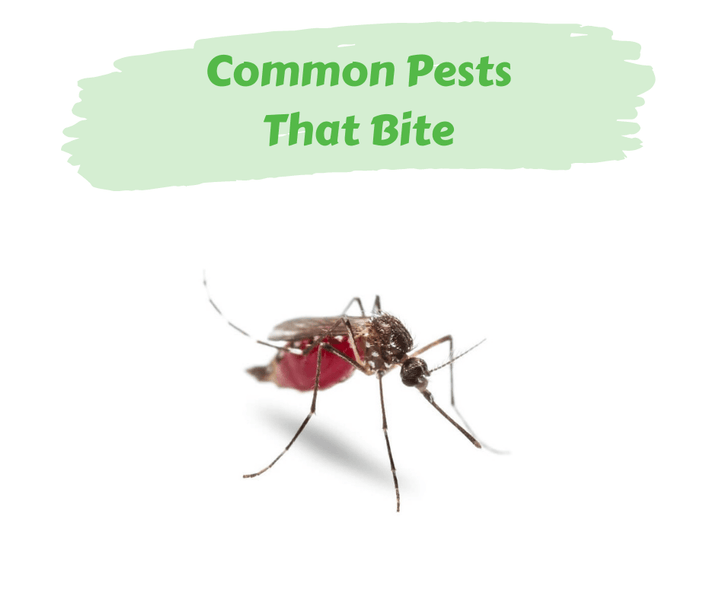 Common Pests That Bite