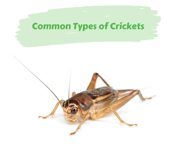 Common Types of Crickets
