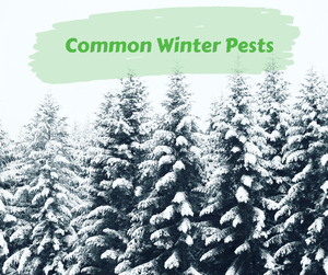 Common Winter Pests