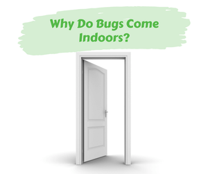 Why Do Bugs Come Indoors?