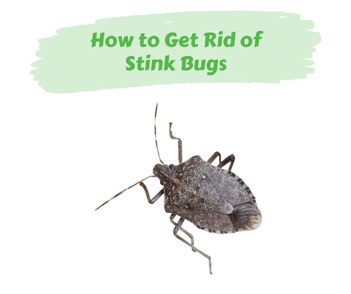 How to Get Rid of Stink Bugs
