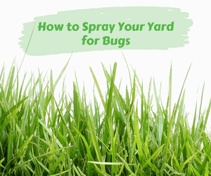 How to Spray Your Yard for Bugs. Close up of grass with a white background.