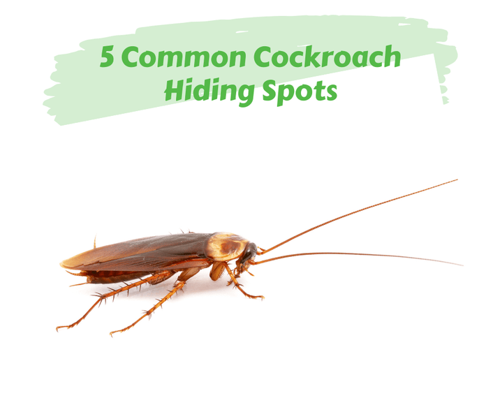 5 Common Cockroach Hiding Spots