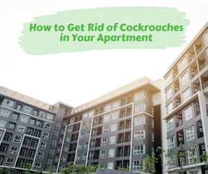 How to Get Rid of Cockroaches in Your Apartment. View of looking up at an apartment building.