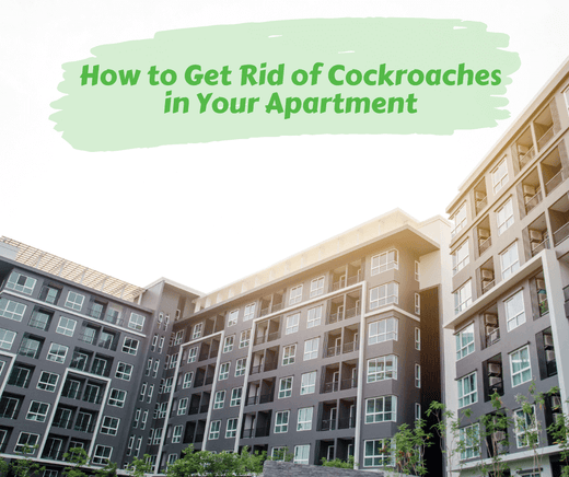 How to Get Rid of Cockroaches in Your Apartment
