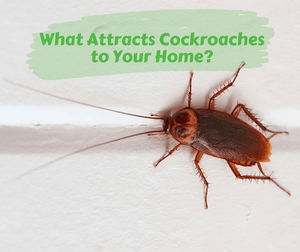 What Attracts Cockroaches to Your Home? Close up of an American cockroach on a white wall.