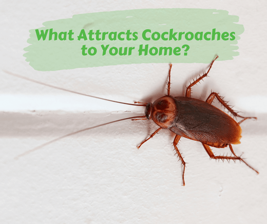 What Attracts Cockroaches to Your Home?