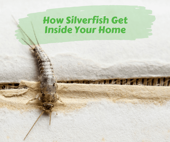 How Silverfish Get Inside Your Home