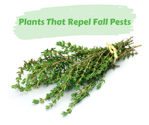 Plants That Repel Fall Pests