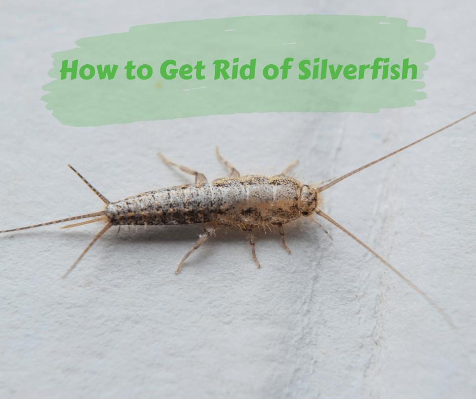 How to Get Rid of Silverfish – Maggie's Farm Ltd