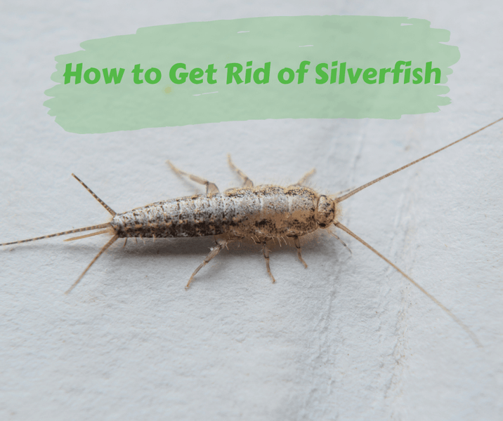 How to Get Rid of Silverfish