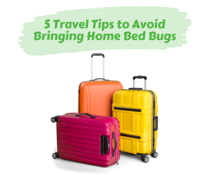 5 Travel Tips to Avoid Bringing Home Bed Bugs