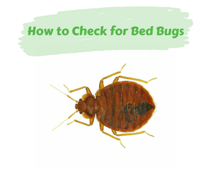How to Check for Bed Bugs
