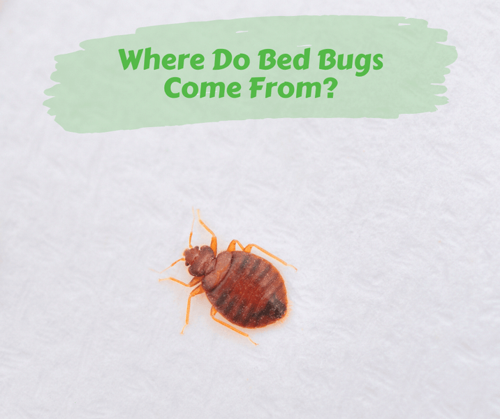 Where Do Bed Bugs Come From?