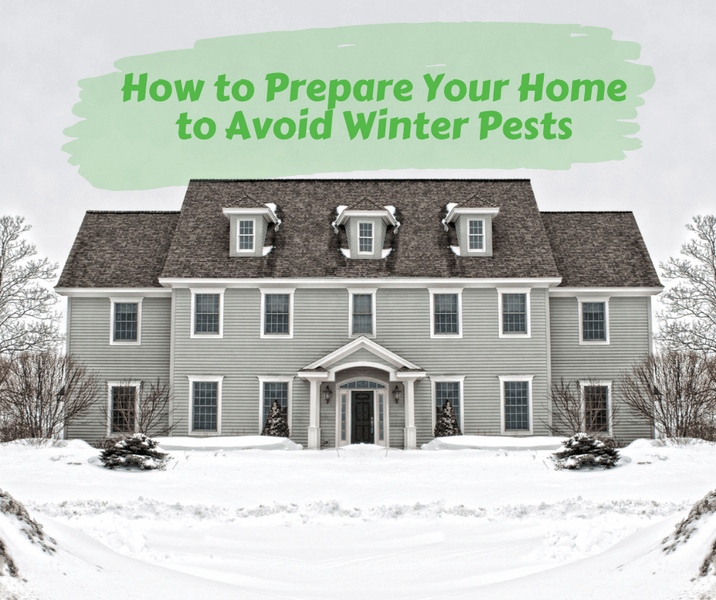 How to Prepare Your Home to Avoid Winter Pests