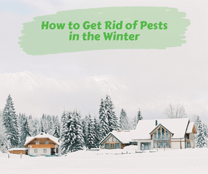 How to Get Rid of Pests in the Winter