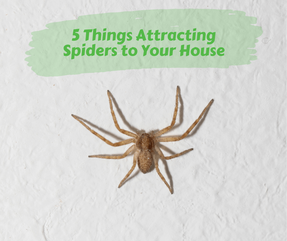 5 Things Attracting Spiders to Your House Maggie's Farm Ltd