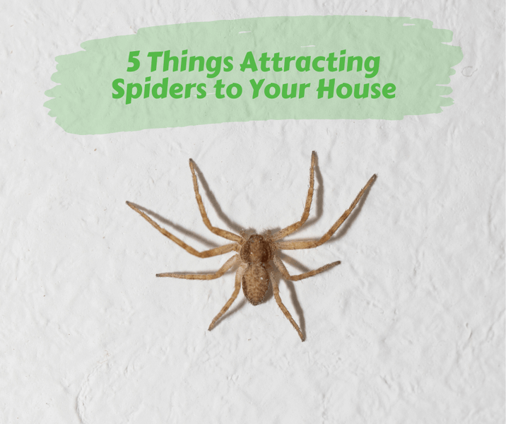 5 Things Attracting Spiders to Your House