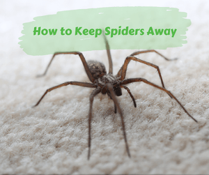 How to Keep Spiders Away. Close up of brown spiders crawling on carpet.