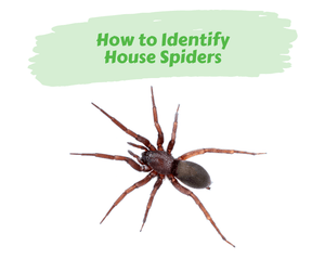 How to Identify House Spiders