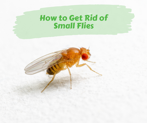 How to Get Rid of Small Flies