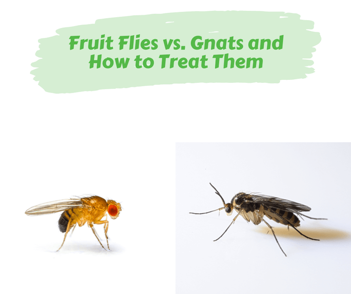 Fruit Flies vs. Gnats and How to Treat Them