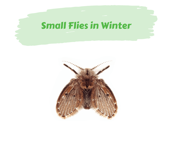 Small Flies in Winter