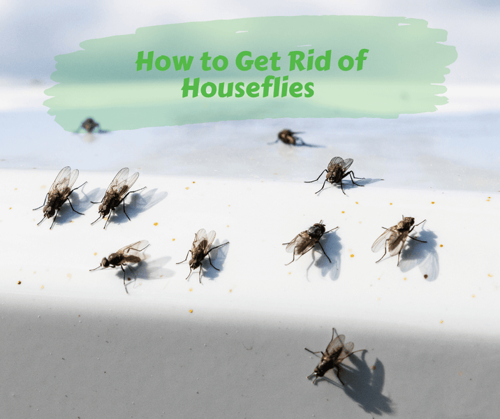 How to Get Rid of Houseflies