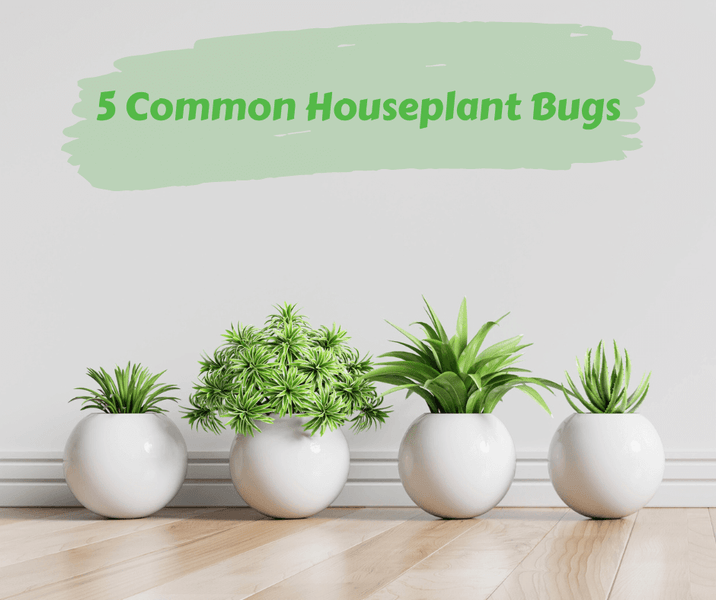 5 Common Houseplant Bugs