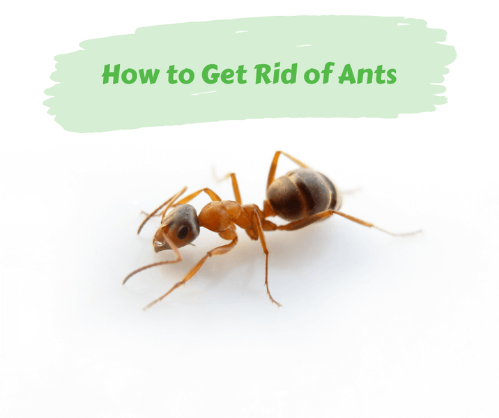 How to Get Rid of Ants
