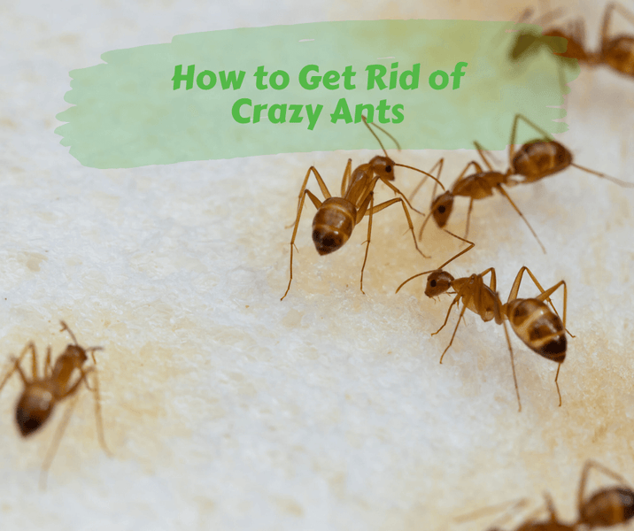 How to Get Rid of Crazy Ants