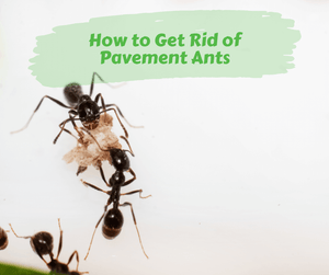 How to Get Rid of Pavement Ants. Two pavement ants eating piece of food. White background.