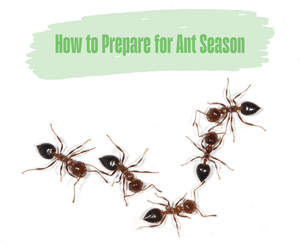 How to Prepare for Ant Season