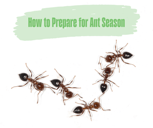 How to Prepare for Ant Season. Trail of ants on a white background.