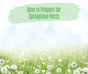 How to Prepare for Springtime Pests. Field of white flowers. 