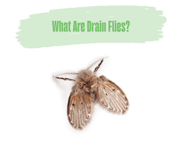 What Are Drain Flies?