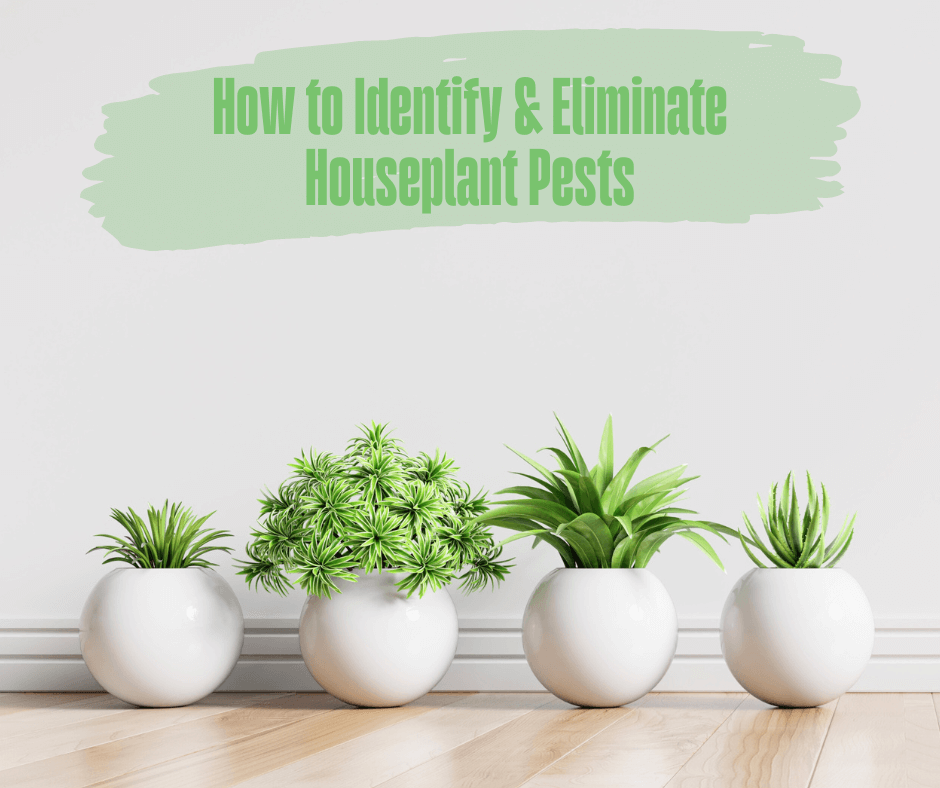How to Identify & Eliminate Houseplant Pests Maggie's Farm Ltd
