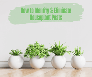 How to Identify & Eliminate Houseplant Pests