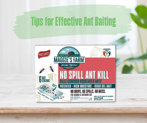 Tips for Effective Ant Baiting