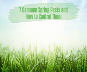 7 Common Spring Pests and How to Control Them. Green grass in foreground with sky in background.
