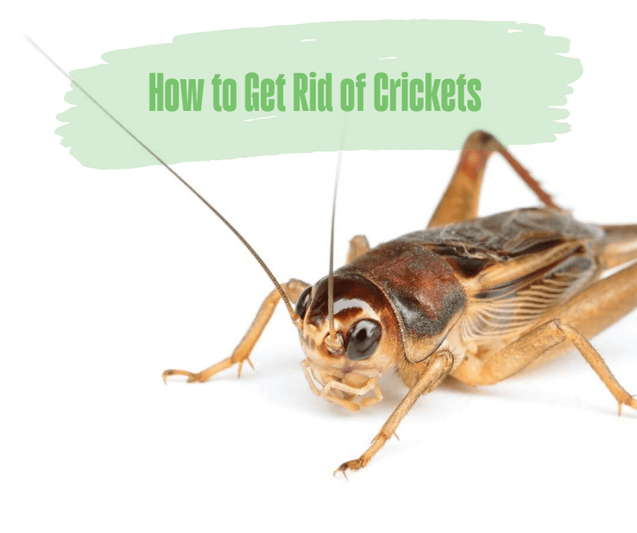 How to Get Rid of Crickets