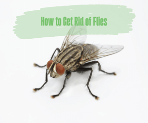 How to Get Rid of Flies