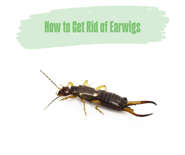 How to Get Rid of Earwigs