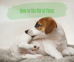 How to Get Rid of Fleas. White and brown dog itching fur while laying on blanket.