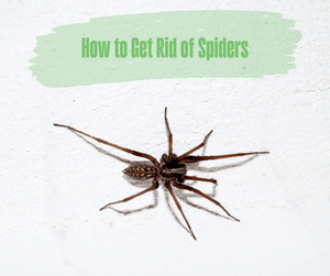 How to Get Rid of Spiders. A brown spider with a white background.