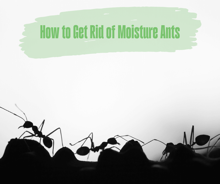 How to Get Rid of Moisture Ants