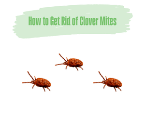 How to Get Rid of Clover Mites. Three red clover mites on a white background.